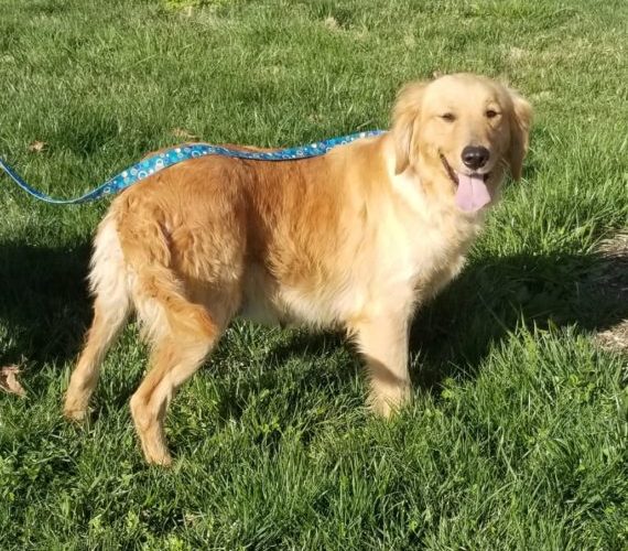 Stone Creek Kennel Puppy Parents Stone Creek Kennel